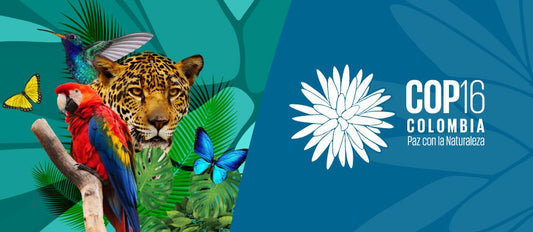COP 16